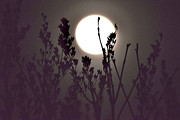 Harvest Moon Risin' Photograph by Debra Banks