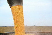 Harvest Time Photograph by Lens Art Photography By Larry Trager