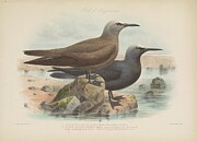 Hawaiian Black Noddy Anous melanogenys Digital Art by Rothschild J G Keulemans Hawaiian Black Noddy Anous melanogenys Digital Art by Rothschild J G Keulemans