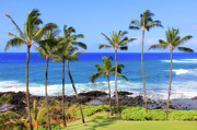 Hawaiian Palm Trees Photograph by Robert Carter