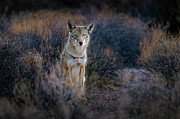 He Saw Me First Photograph by James Capo