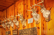 Head Mount Jackalopes Trophies Wall Drug Photograph by Tatiana Travelways Head Mount Jackalopes Trophies Wall Drug Photograph by Tatiana Travelways