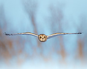 Head On Photograph by James Overesch
