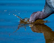 Head Plunge Close Up Photograph by Pamela McDaniel