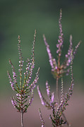 Heather in summer Photograph by Anges Van der Logt