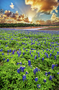 Heaven's Glory at Muleshoe Bend Photograph by Lynn Bauer