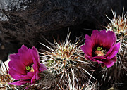 Hedgehog Splendor Photograph by Dave Diegelman Hedgehog Splendor Photograph by Dave Diegelman