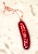 Helicobacter pylori bacterium, colored transmission electron micrograph (TEM) Drawing by Science Photo Library - HEATHER DAVIES
