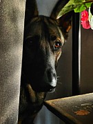 Hello Photograph by Stephen Dorton