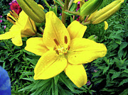 Hemerocallis lilioasphodelus Photograph by Robert Banach
