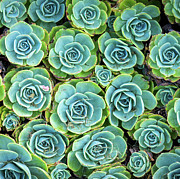 Hens and Chicks Photograph by Jon Exley