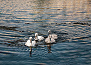 Here We Come Photograph by Cathy Kovarik