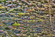 Here's Looking at You Kid-Digital Art Photograph by Steve Templeton Here's Looking at You Kid-Digital Art Photograph by Steve Templeton