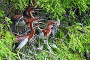 Heron Chicks Digital Art by Jerry Dalrymple