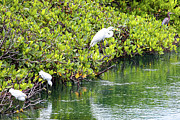 Heron Fish Dinner Photograph by Blair Damson Heron Fish Dinner Photograph by Blair Damson