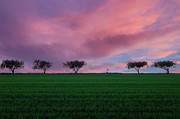 Hey little tree Photograph by Alexios Ntounas