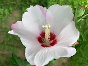 Hibiscus Bloom Photograph by Catherine Wilson Hibiscus Bloom Photograph by Catherine Wilson