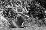 Hidden Elk in Black and White - Redwood National Park Photograph by KJ Swan Hidden Elk in Black and White - Redwood National Park Photograph by KJ Swan