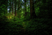 Hidden Path Photograph by Bill Posner