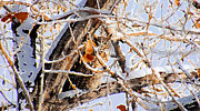 Hidden Winter Guest Digital Art by Vallee Johnson