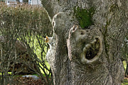 Hide and Seek Photograph by Mike Smale