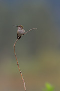 High Perch Photograph by Loyd Towe Photography High Perch Photograph by Loyd Towe Photography