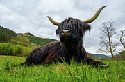 Highland Cow Photograph by Nigel Wilkins Highland Cow Photograph by Nigel Wilkins