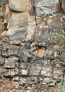 Hluhluwe Baboon Photograph by Laura Davis Hluhluwe Baboon Photograph by Laura Davis