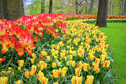 Holland Tulips Photograph by Robert Miller Holland Tulips Photograph by Robert Miller