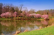 Holmdel Park In Spring Photograph by Angie Tirado
