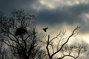 Home Before Dark Photograph by Alyssa Tumale