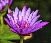 Honey Bee on Lily Photograph by Kathi Isserman