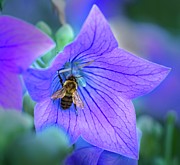 Honeybee #1 Photograph by Matthew Adelman