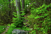 Horizontal NJ Appalachian Trail Spring Green Tunnel Photograph by Raymond Salani III Horizontal NJ Appalachian Trail Spring Green Tunnel Photograph by Raymond Salani III