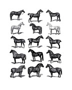 Horse Chart Digital Art by Madame Memento