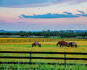Horse Heaven Photograph by Michael Tidwell Horse Heaven Photograph by Michael Tidwell