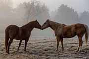 Horse Love Photograph by Jennifer White