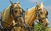 Horse Team Photograph by Mae Wertz