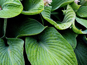Hosta Photograph by Anorel