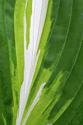 Hosta Eruption Photograph by Kathi Mirto