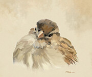 House Sparrow Digital Art by Bamalam Art