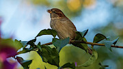 House Sparrow with Blue, Yellow and Green Background Cadiz Photograph by Sapiens Verbum House Sparrow with Blue, Yellow and Green Background Cadiz Photograph by Sapiens Verbum