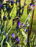 Hover Bee Digital Art by Michael Chacon Hover Bee Digital Art by Michael Chacon