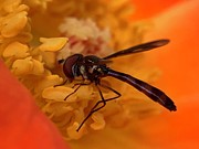 Hover Fly 2 Photograph by Catherine Wilson Hover Fly 2 Photograph by Catherine Wilson