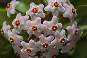 Hoya Waxflower Photograph by Joy Watson