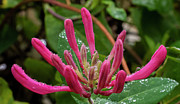 Honeysuckle with Raindrops Photograph by Regina Muscarella Honeysuckle with Raindrops Photograph by Regina Muscarella