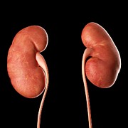 Human kidneys, illustration Drawing by Sciepro/science Photo Library
