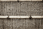 Humble Bamboo Photograph by W Chris Fooshee