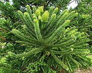 Humboldt's araucaria Tomah, Australia Photograph by Steven Ralser Humboldt's araucaria Tomah, Australia Photograph by Steven Ralser
