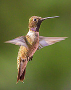 Hummer Photograph by Mark Mille Hummer Photograph by Mark Mille